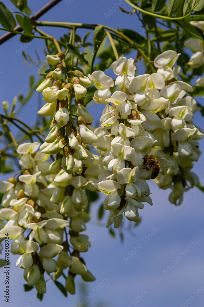 Fototapeta premium Abundant flowering acacia branch of Robinia pseudoacacia, false acacia, black locust close-up. Source of nectar for tender but fragrant honey. Locust tree blossom - Robinia pseudoacacia