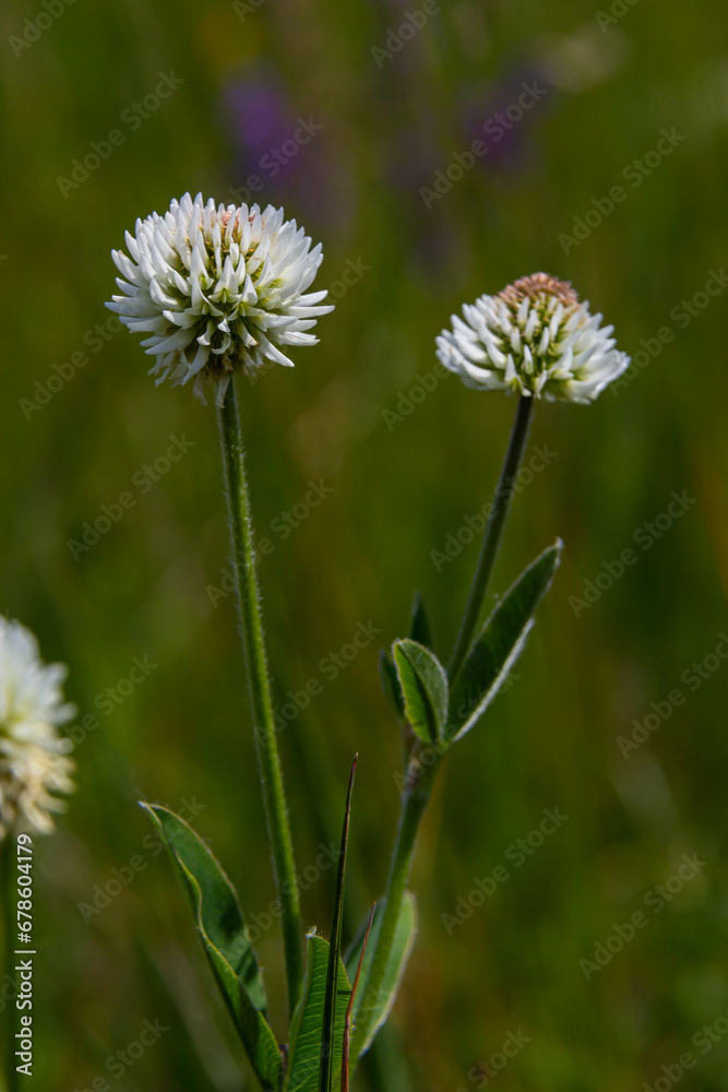 Trifolium montanum, mountain clover meadow in summer. Collecting medicinal herbs for non-traditional medicine. Soft focus Trifolium montanum, mountain clover meadow in summer. Collecting medicinal herbs for non-traditional medicine. Soft focus