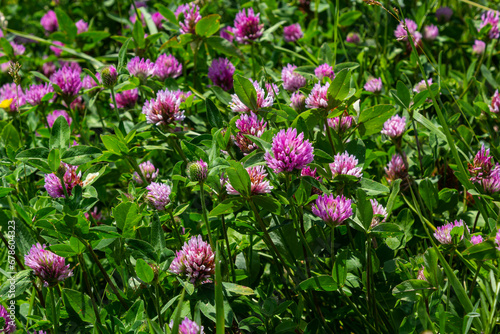 Trifolium pratense, red clover. Collect valuable flowers fn the meadow in the summer. Medicinal and honey-bearing plant, fodder and in folk medicine medically sculpted wild herbs