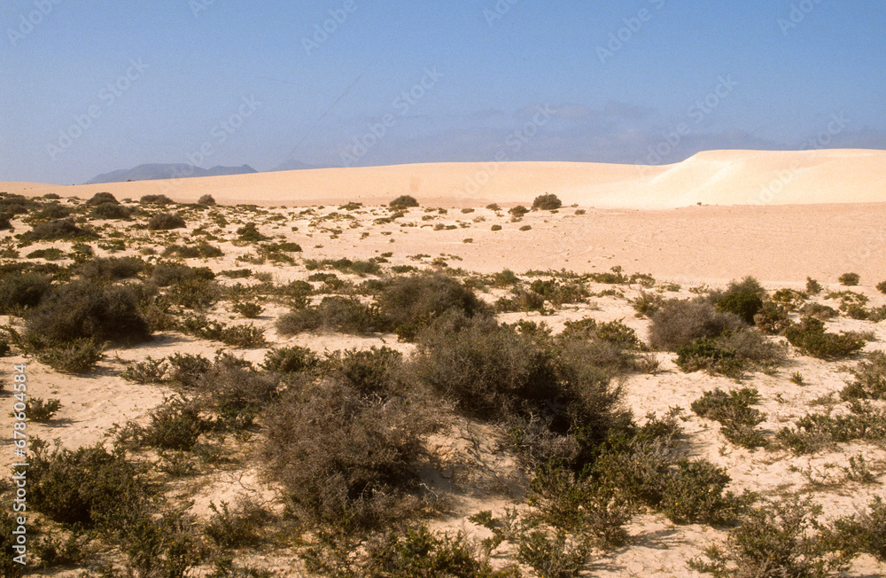 Dunes, Réserve Naturelle des Dunes de Corraléjo , Ile Fuerté Ventura, Iles Canaries, Espagne