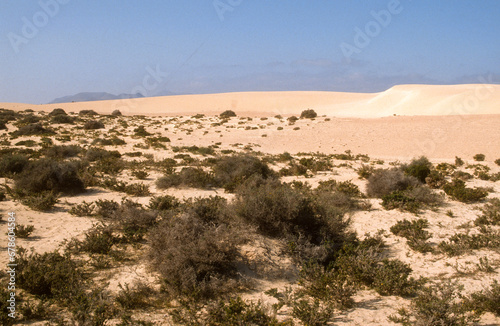 Dunes, Réserve Naturelle des Dunes de Corraléjo , Ile Fuerté Ventura, Iles Canaries, Espagne