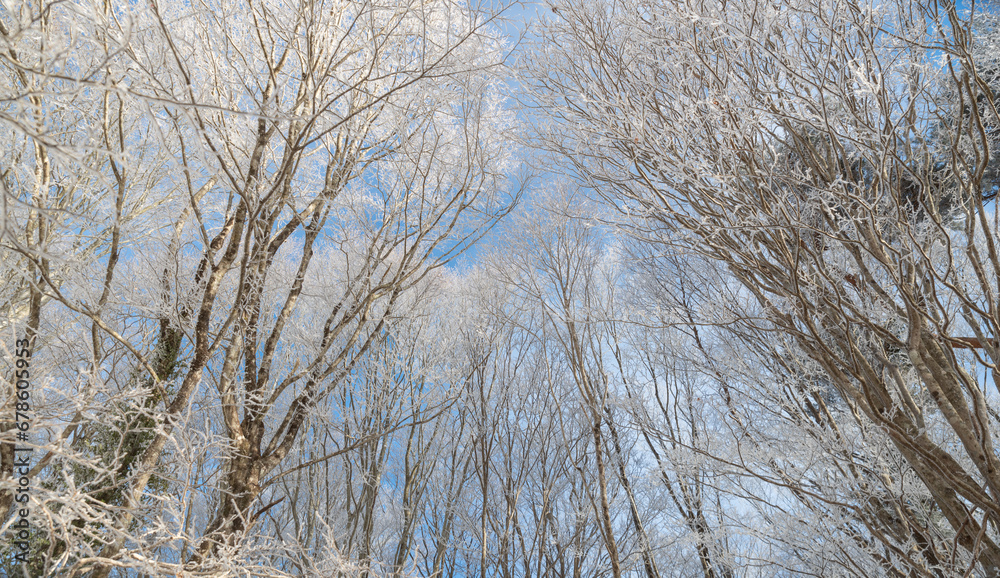 Fototapeta premium 美しい霧氷の森