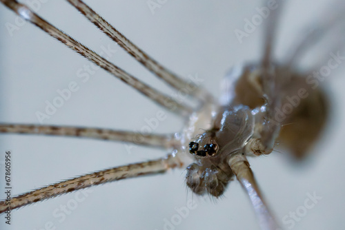 Macro photography of small spider with big jaws. Scary arachnid attached to its spider web. Predator awaits his victims. Hungry animal, fauna and arachnophobia.