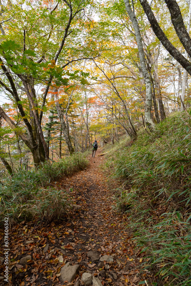 Fototapeta premium 紅葉する森の中を歩く 大台ケ原
