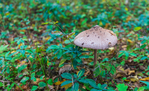 Macrolepiota clelandii (umbrella mushroom) growing in the forest