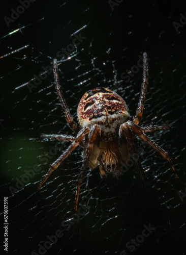 Big brown spider on its web. Macro photo of strange arachnid attached to a thread of spider web. Predatory animal prepares its traps for insects. Nature  animal behavior and arachnophobia.