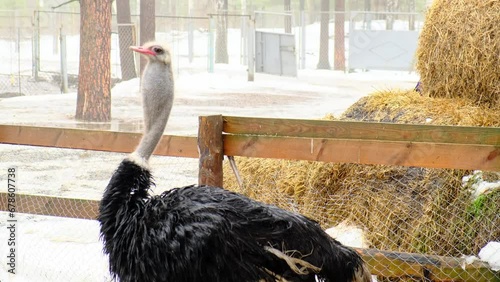 Keeping domestic ostriches.The ostrich inflates the goiter to make sounds in rainy weather