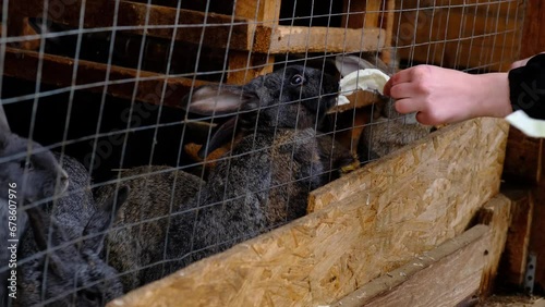 feeding domestic rabbits.Rabbits take cabbage and carrots from the hands of tourists behind the bars of the cage