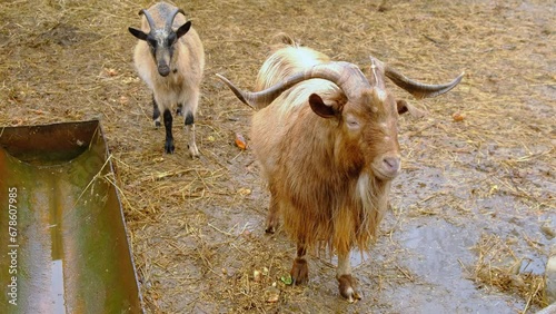 Keeping pets.A goat and a female goat stand in the mud in rainy weather, the goat moves its ears
