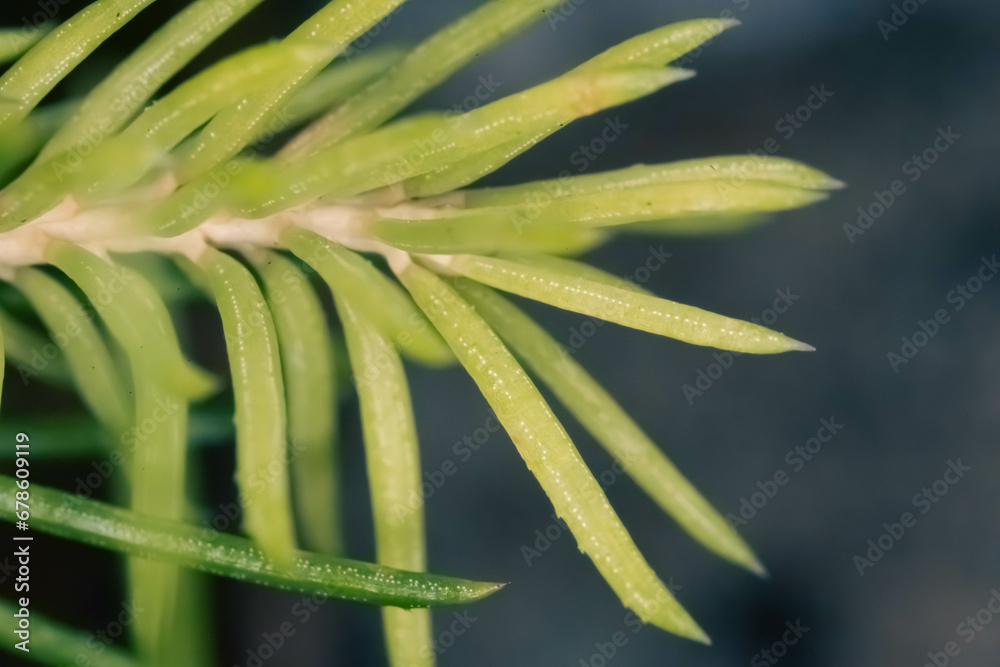 Fototapeta premium Macro photo of small needle-like leaves. Tip of a plant with long pointed leaves. Close up detail of mountain green vegetation.