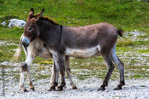 2023 7 29 Ortigara donkey 1.jpg