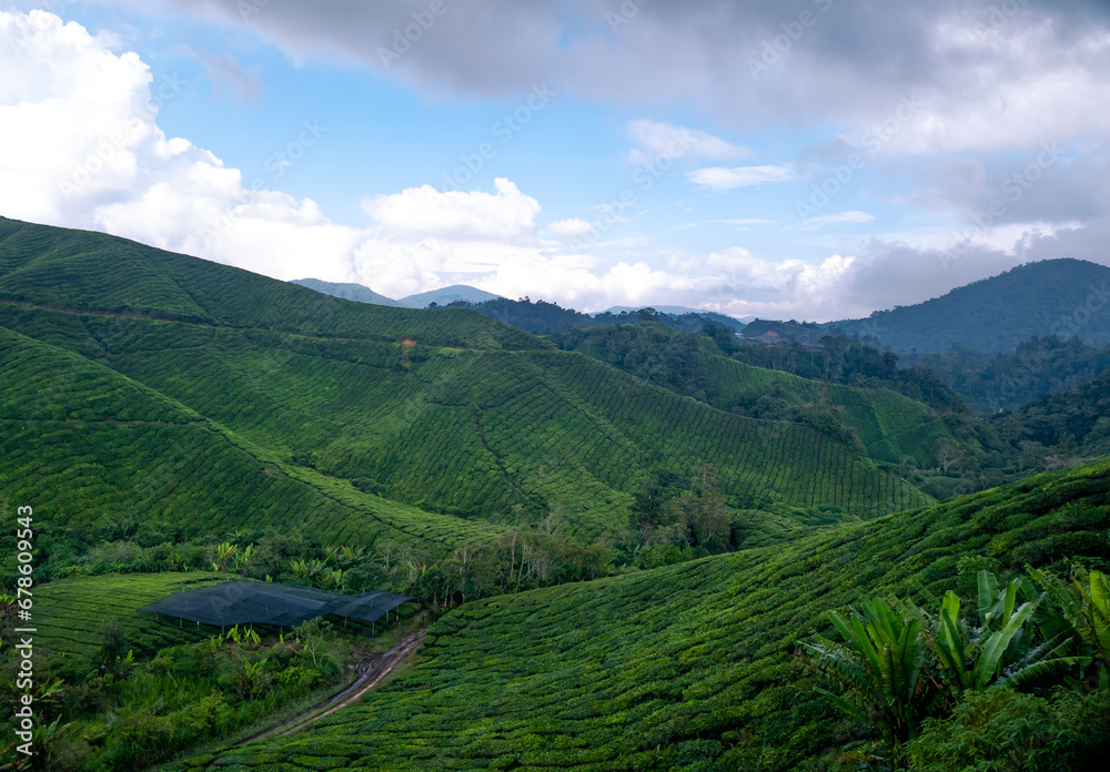 Obraz premium The beauty of the tea plantation area located in Cameron Highlands Malaysia