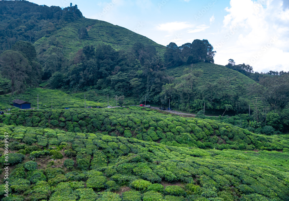 The beauty of the tea plantation area located in Cameron Highlands Malaysia