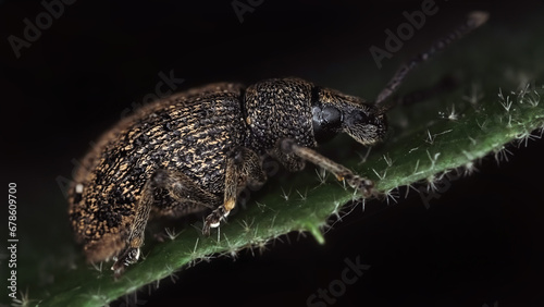 Macro photography of Black vine weevil. Close-up portrait of large dark insect on a leaf. photo