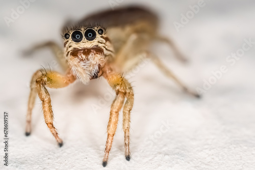 Small jumping spider with big eyes. Hairy and funny spider looking at the camera. Macro photography of tiny insects and invertebrates. Tiny arthropod on a wall.