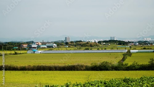 Landscape Of Rice Fields With Golden Crops In Daytime In Gunsan, North Jeolla Province, South Korea. - pan right shot photo