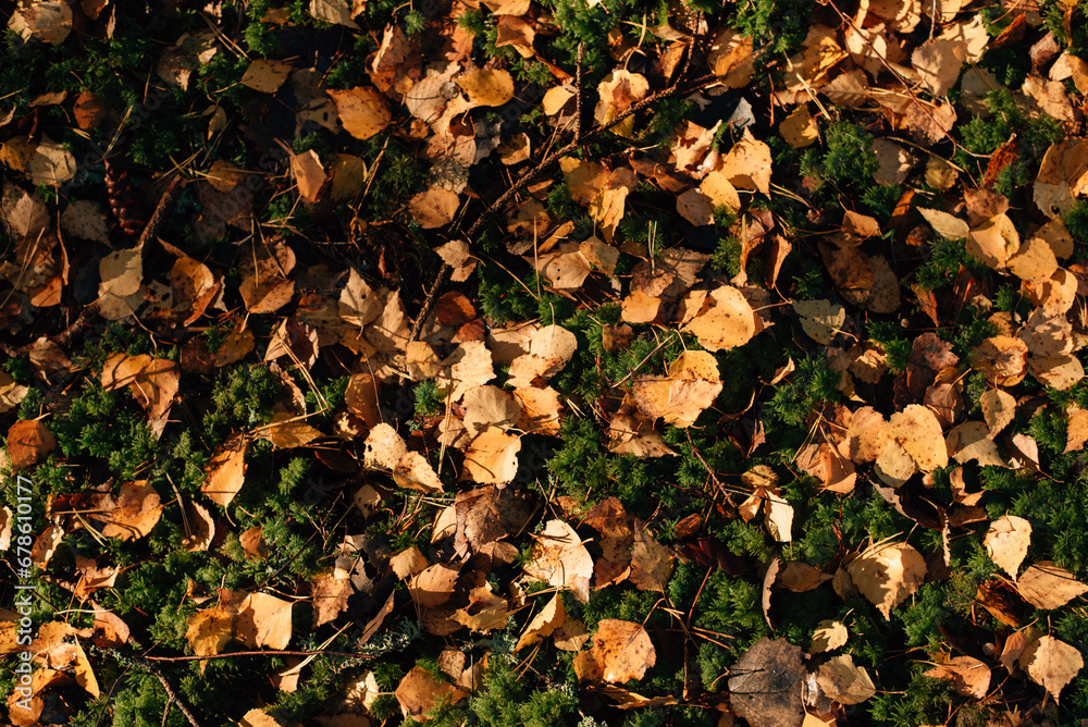 yellow autumn leaves on green moss yellow autumn leaves on green moss