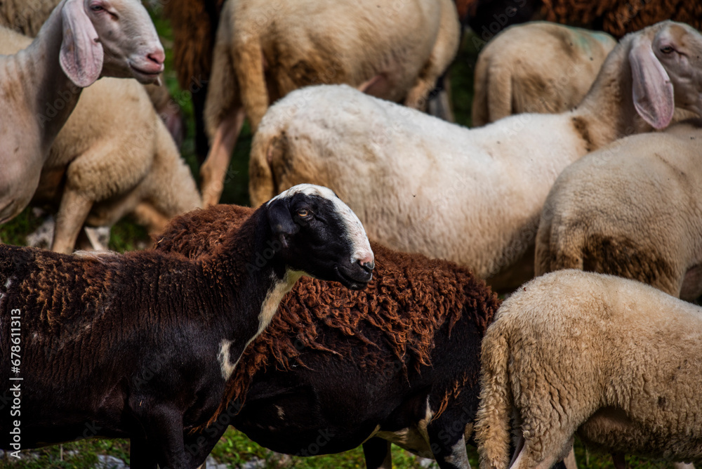 2023 7 29 Ortigara sheep 2.jpg 2023 7 29 Ortigara sheep 2.jpg