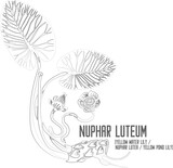 Yellow pond lily, Yellow Water Lily vector contour. Nuphar luteum plant outline. Set of Nuphar lutea root flowers in Line for pharmaceuticals. Contour drawing of medicinal herbs
