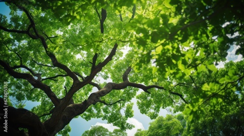 Environment concept View looking up into lush green branches of large tree