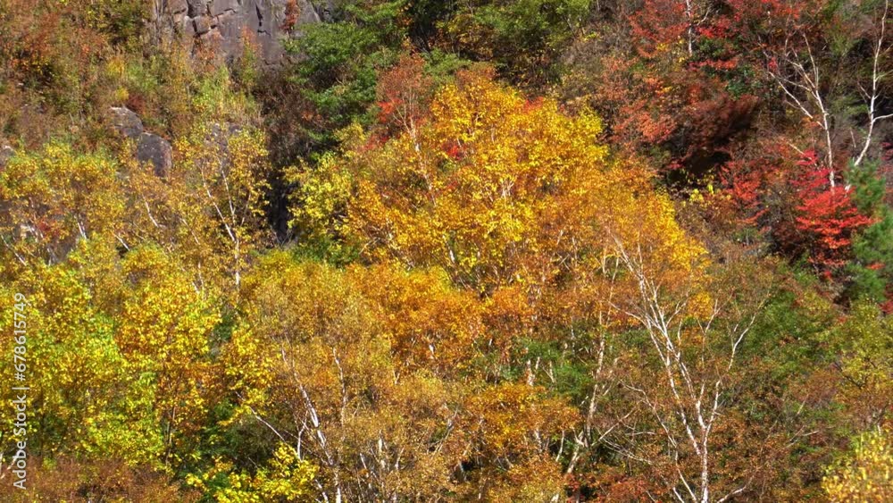 米子大瀑布の紅葉 米子鉱山跡地周辺からの景色 米子大瀑布の紅葉 米子鉱山跡地周辺からの景色