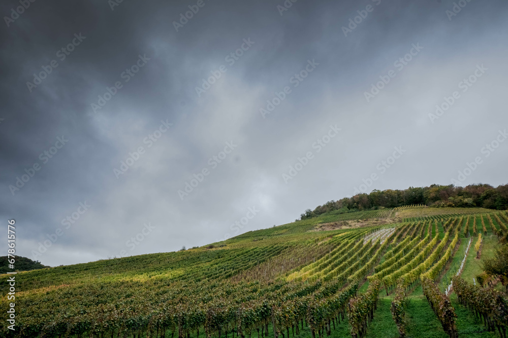 Vineyards on the Rotweinwanderweg in the Ahr Valley, western Germany