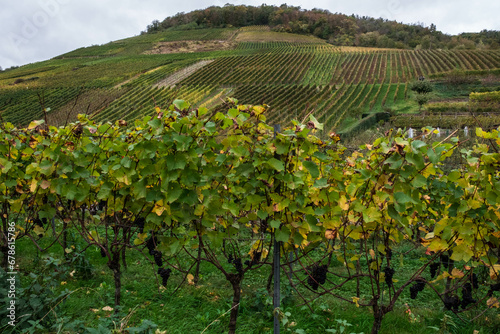 Vineyards on the Rotweinwanderweg in the Ahr Valley, western Germany photo