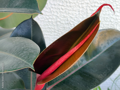 Tableau sur toile ficus elastica, rubber plant, with young red growing leaf