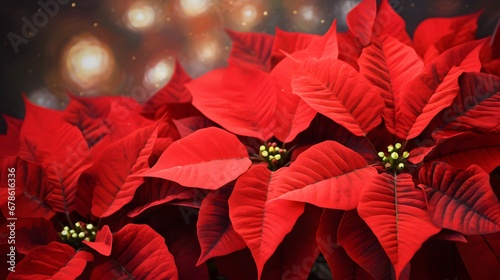 a close up of a bunch of red poinsettias with bright lights in the background and a blurry image of the top of the poinst of the poins.