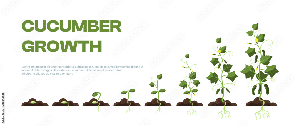 Cucumber plant. Organic farming of organic cuke plants, agriculture of cucumber crop with roots and leaves, ripening fruit. Vector isolated set - obrazy, fototapety, plakaty 