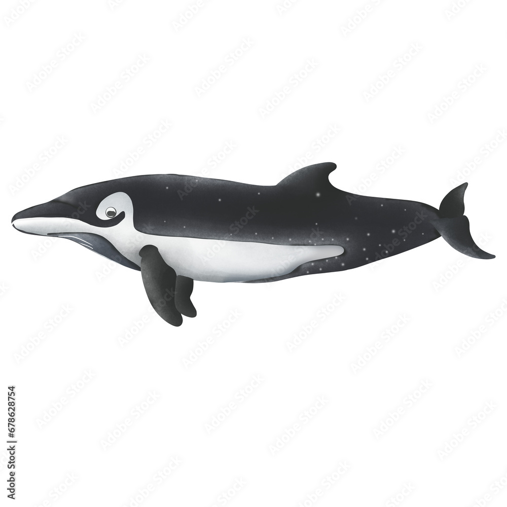 Ginkgo-toothed Beaked Whale On White Background. Ginkgo-toothed Beaked Whale On White Background.