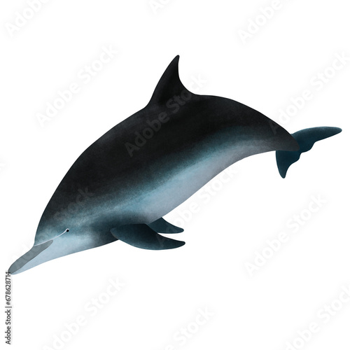 Spotted dolphin, Stenella attenuate On White Background. photo