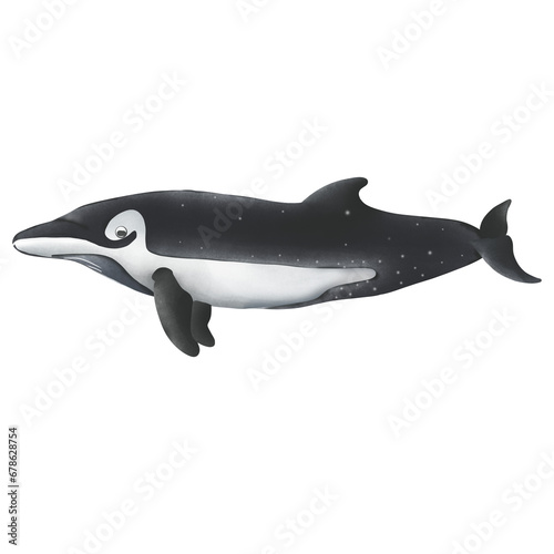 Ginkgo-toothed Beaked Whale On White Background.