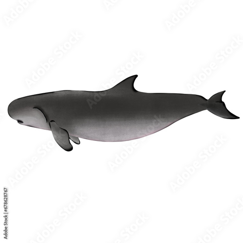 
Dwarf sperm whale . Kogia sima on white background. photo