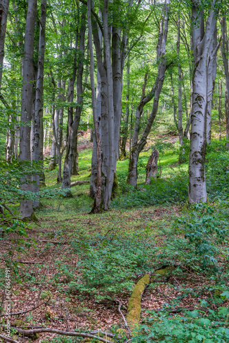 Die Platzer Kuppe im NSG Schwarze Berge, Biosphärenreservat Rhön, Unterfranken, Franken, Bayern, Deutschland photo