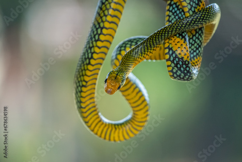 Rainbow tree snake, Royal tree snake, gonyosoma margaritatum native to borneo indonesia close up shot with natural bokeh background 