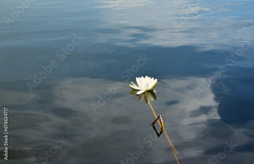 Beautiful white lotus flower and lily round leaves on the water after rain in river close up photo