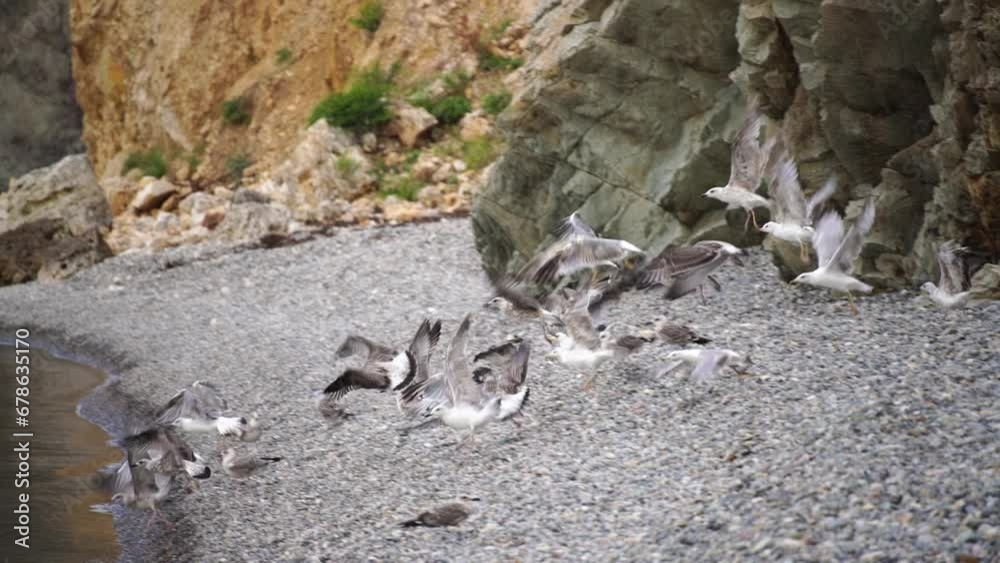 A flock of seagulls flying above the sea beach rocks in the background A flock of seagulls flying above the sea beach rocks in the background