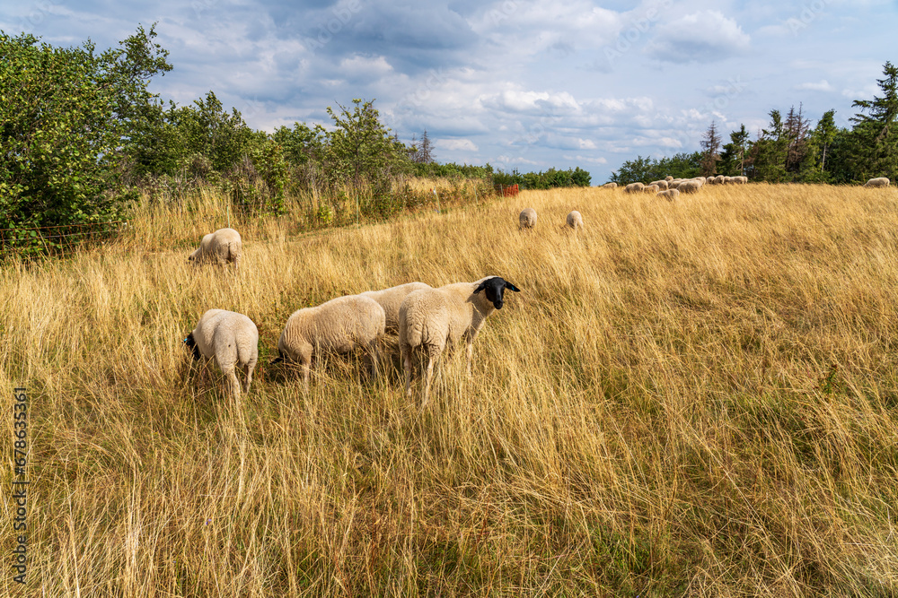 Die Platzer Kuppe im NSG Schwarze Berge, Biosphärenreservat Rhön, Unterfranken, Franken, Bayern, Deutschland Die Platzer Kuppe im NSG Schwarze Berge, Biosphärenreservat Rhön, Unterfranken, Franken, Bayern, Deutschland