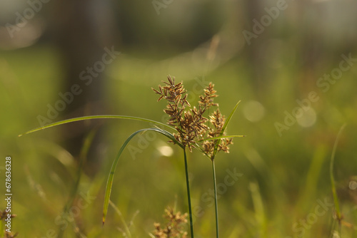 Closeup of nature. Grass. Nut grass.