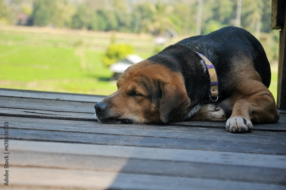 A lonely dog sleeps and is tied to a chain. The dog is rescued from poor living conditions and is a symbol of animal rights.