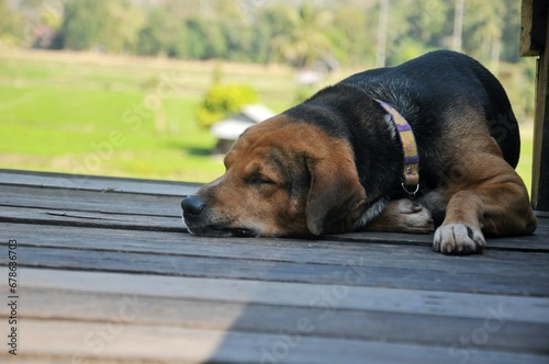 A lonely dog sleeps and is tied to a chain. The dog is rescued from poor living conditions and is a symbol of animal rights.