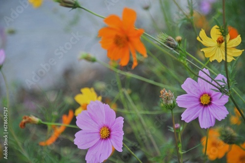 Close up of a pink 'Cosmos bipinnatus' flower against a bright nature background.