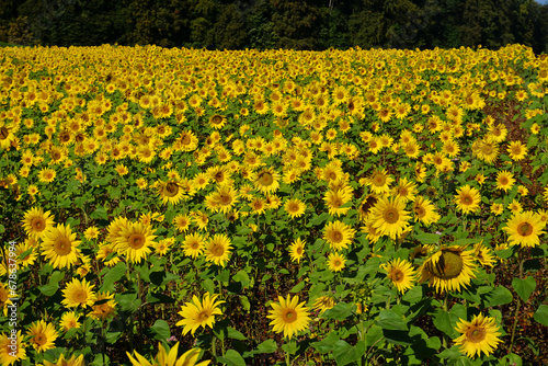 Sonnenblumen (Helianthus annuus) auf der Schwäbischen Alb, Baden württemberg; Deutschland photo