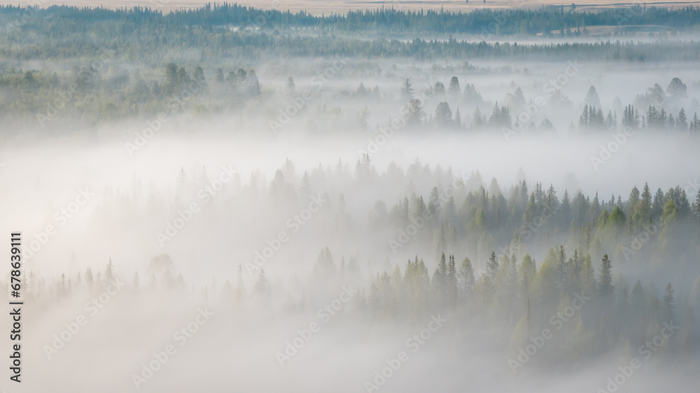 Naklejka premium Early morning just after sunrise. Fog in the valley of the Chuya River. Coniferous forest in the fog. Kurai steppe. Summer landscape in Altai mountains, Siberia, Russia.