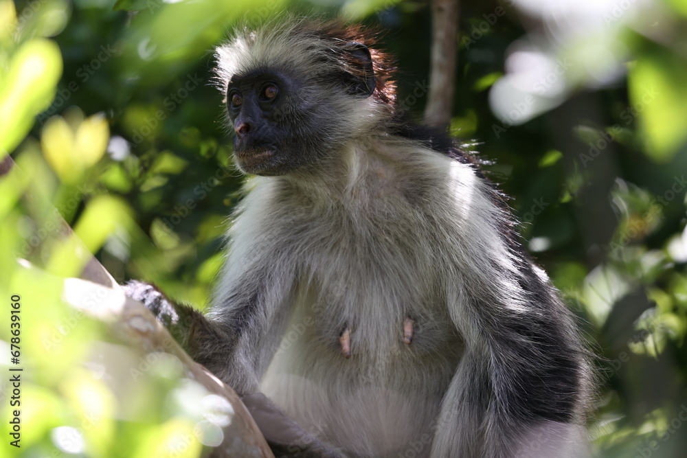 Fototapeta premium Roter Stummelaffe24