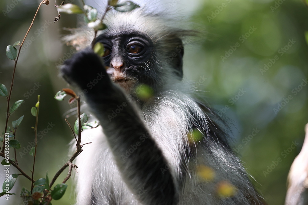 Obraz premium Roter Stummelaffe29