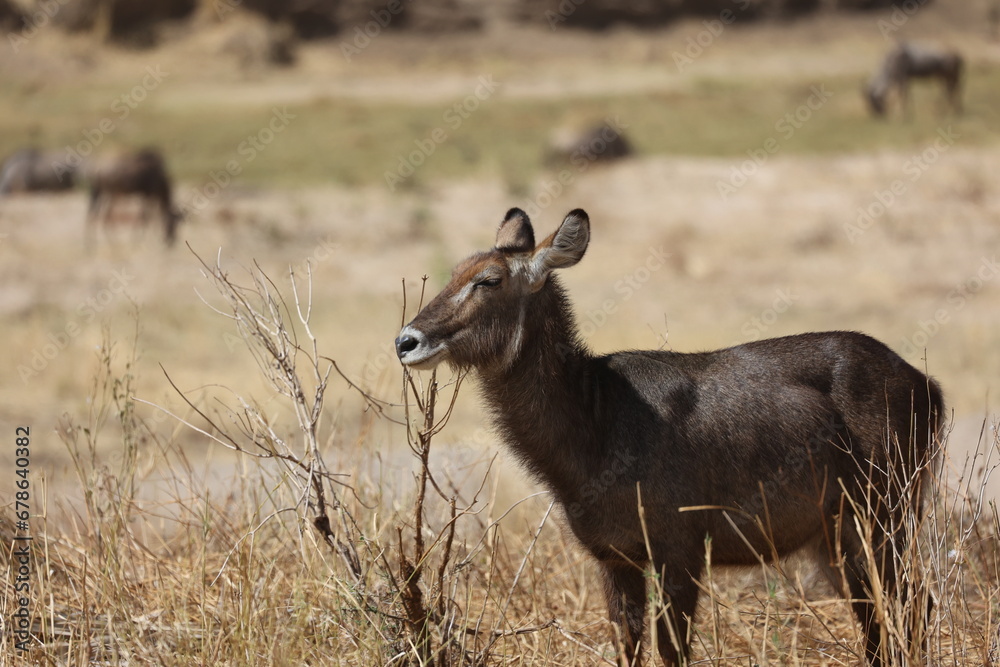 Fototapeta premium Wasserbock3