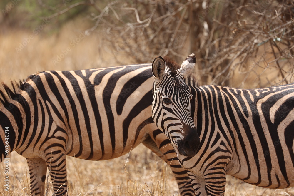 Zebra4 Zebra4