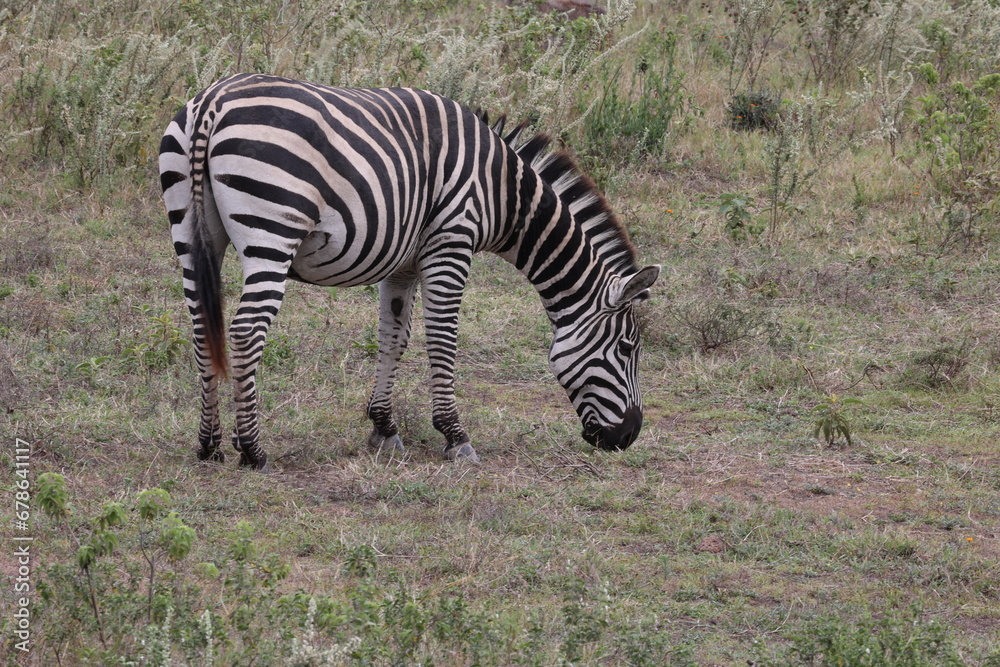 Zebra13 Zebra13